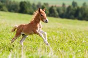 horse000.jpg